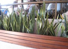 Kwikfynd Indoor Planting
jalbarragup