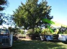 Kwikfynd Tree Management Services
jalbarragup