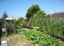 Kwikfynd Vegetable Gardens
jalbarragup